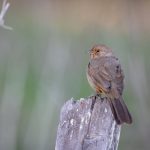 加勒比精品无码视频播放 bfdpivv