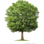 菠萝菠萝蜜在线观看免费播放 w2uagt08sw